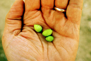 Olive seeds in hand