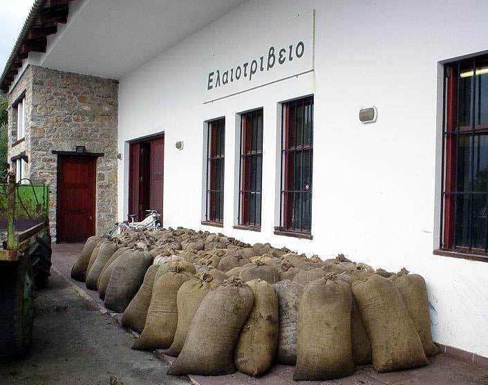 Olive Sacks waiting to be pressed